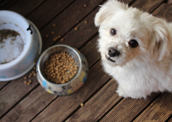 Why Chewy is the Best Place to Shop for Your Pet’s Food and Products