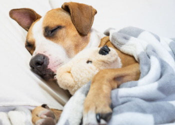 Discover the Ultimate One-stop Shop for Home and Pet Essentials at Canadiantire