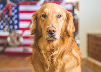 Myollie Website Review: A Comprehensive Guide to Finding the Perfect Food for Your Dog