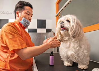 Choosing the Right Medicine for Your Furry Friend: A Guide to Pet Medications