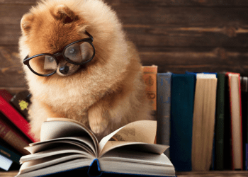 A One-Stop Shop for Pet Lovers: Discover the Cobasi Website for All Your Pet Product Needs