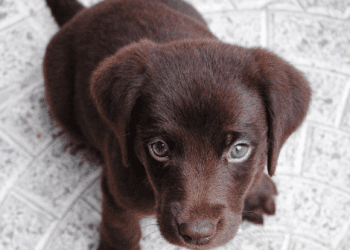 Cobasi Website Review: A One-Stop Shop for All Your Pet Food and Accessories Needs