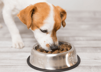 Discover the Convenience of Buying Pet Products Online with Cobasi Website