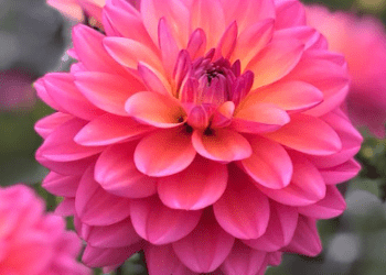 Thompson Morgan Website Review: A One-Stop Shop for Plants & Seeds