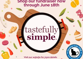 Tastefully Simple: Is It Worth the Hype? An In-Depth Review